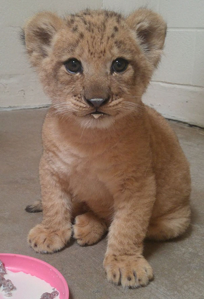 Cet Adorable Lionceau A Servi De Modele Pour Bebe Simba Dans Le Remake Du Roi Lion Vonjour