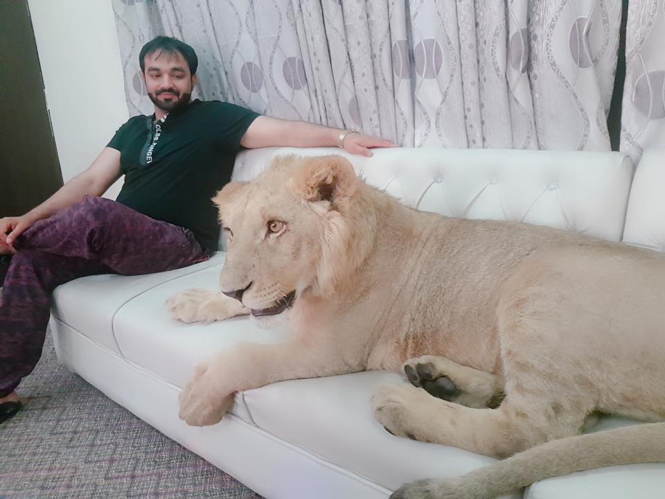 Homme Qui Vit Avec Les Lions Cet homme a un lionceau comme animal de compagnie qui vit avec lui dans