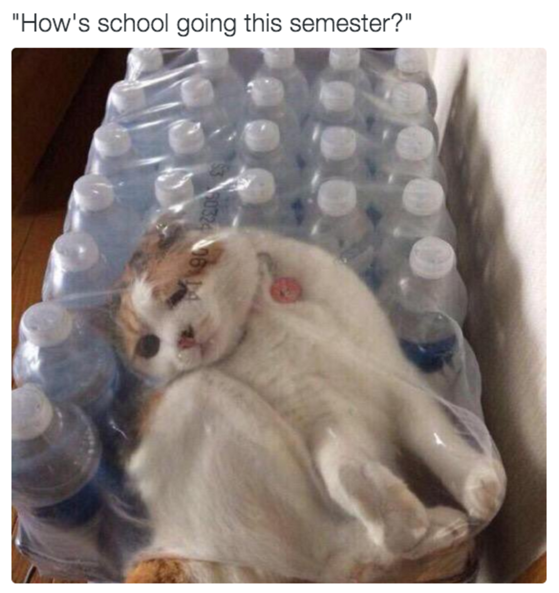 funny photos of how school is going 1.png