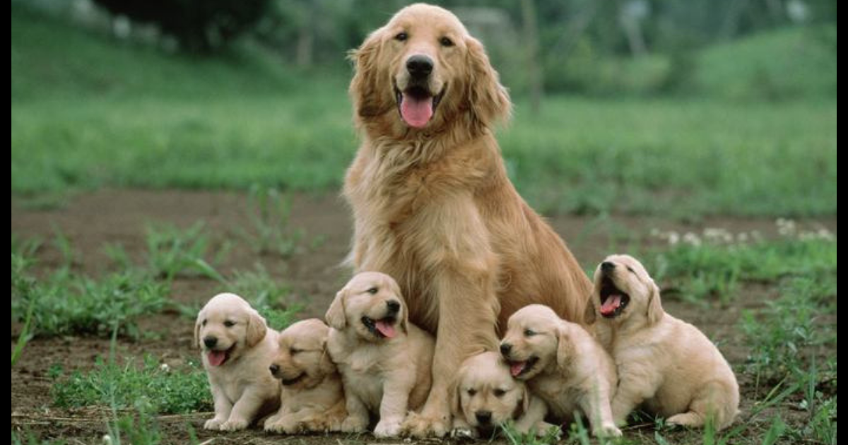 Un chien retrouve sa mère après avoir été séparé d