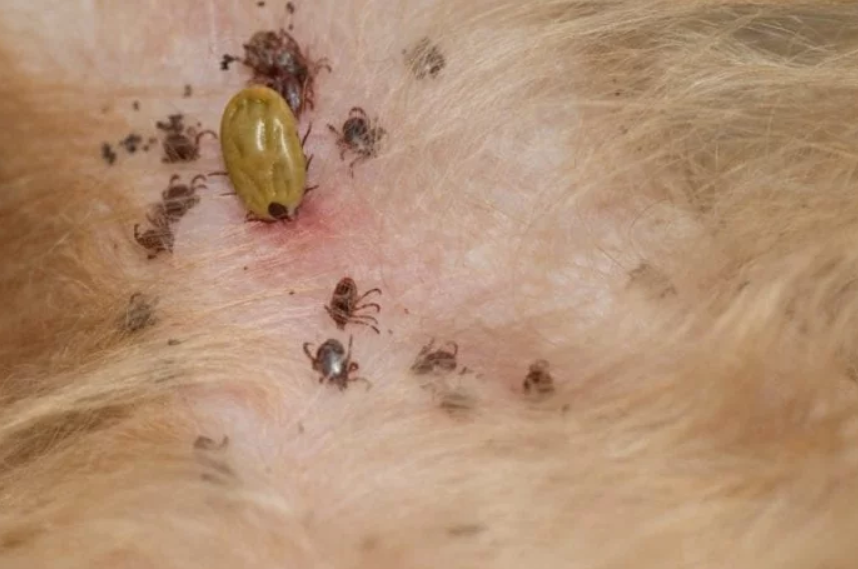 New Species of Lice Is Alarming Parents Around Australia As They Are