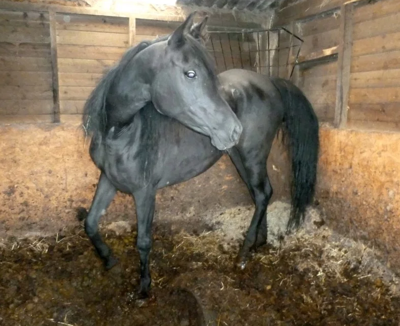Eleven Horses Passed Away In Agony After Being Forced To Sleep In