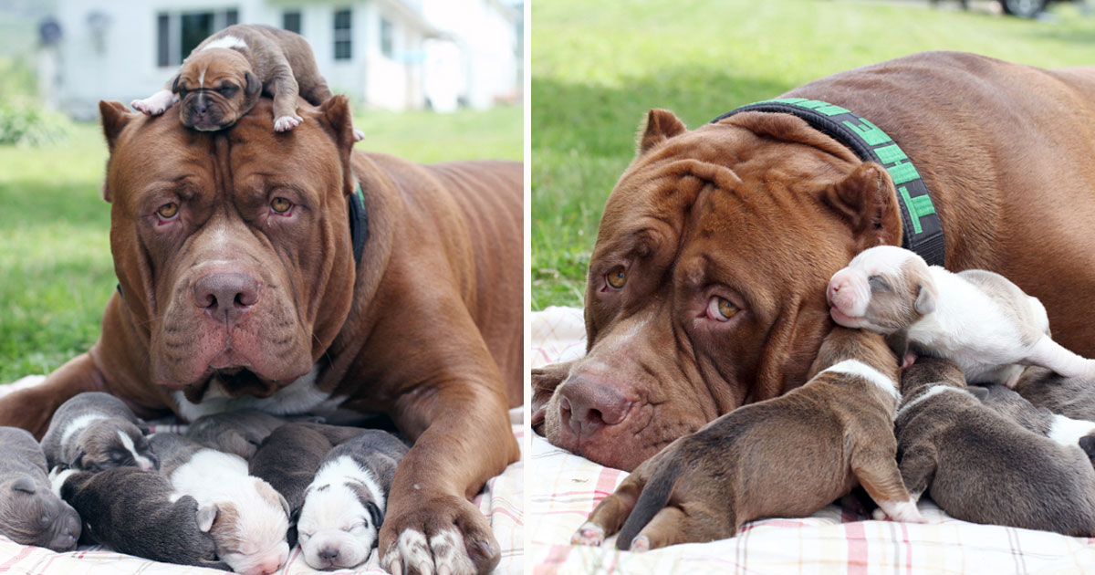 World’s Biggest Pitbull Hulk’s New Litter Will Be Sold For A Whopping ...