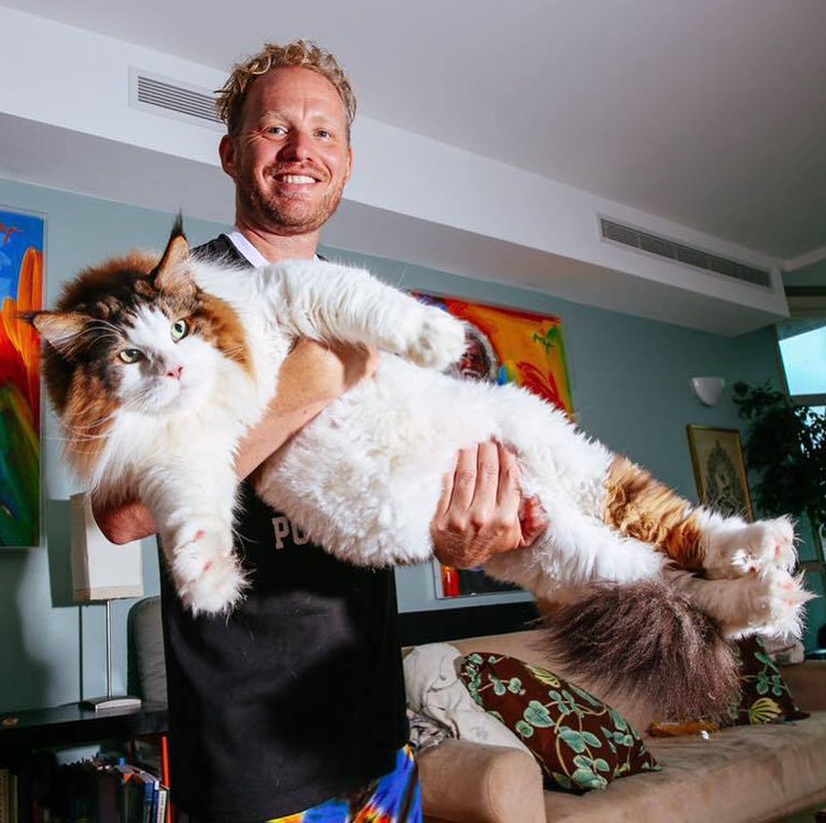 Samson The Biggest Cat In New York City Is 4 Feet Long And Weighs   Largest Cat Nyc Samson Jonathan Zurbel Viral Cats 90 