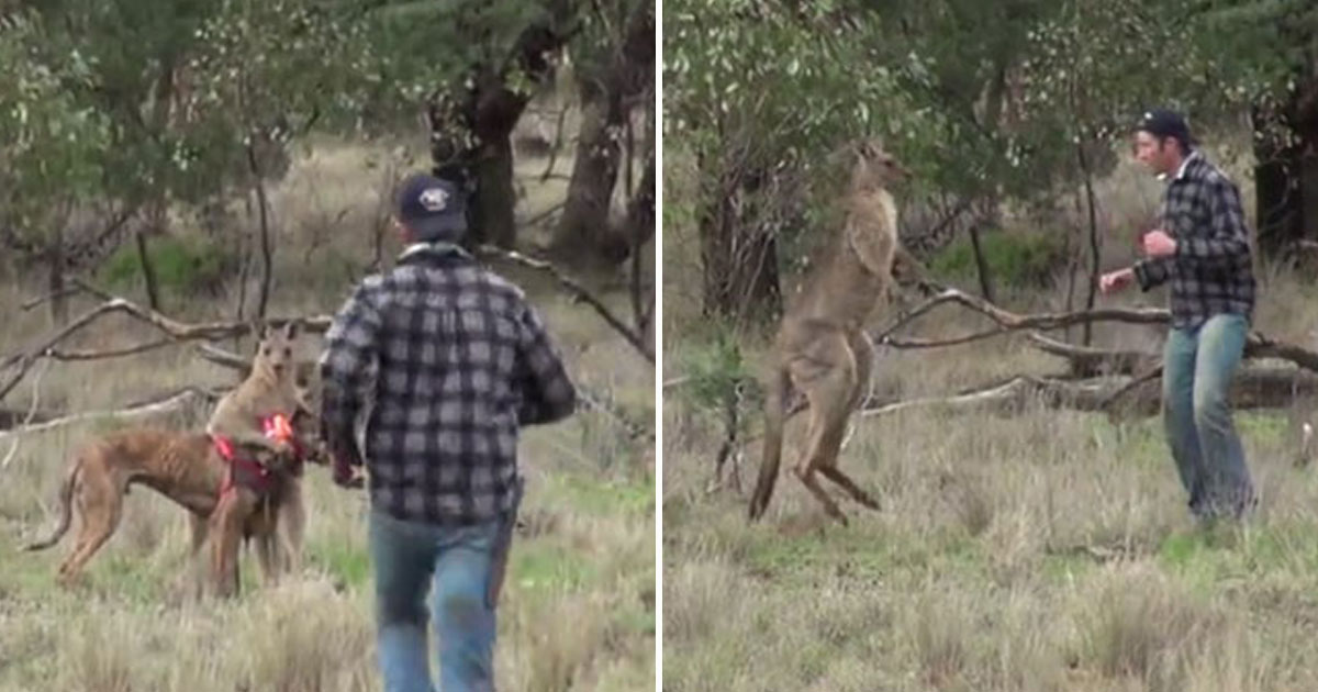 A Zookeeper Actually Punched A Kangaroo To Rescue His Dog Small Joys