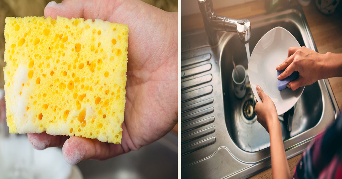 kitchen sponge germs