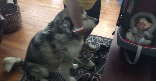 Mon Chien Detruit Tout Lorsque Je M Absente Que Faire Voici la réaction d'un chien lorsqu'il rencontre sa petite soeur pour