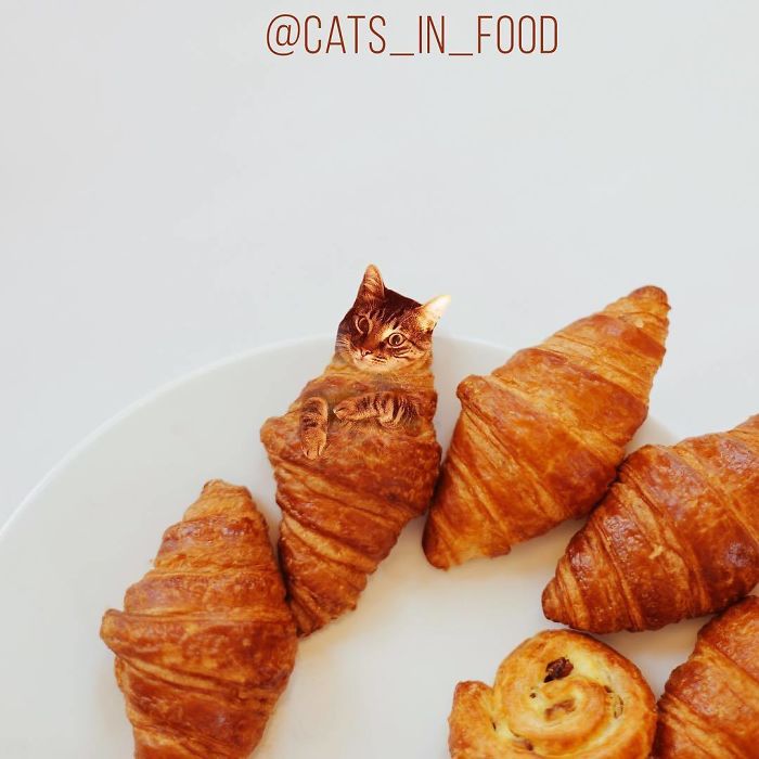 Cats In Food Photoshop