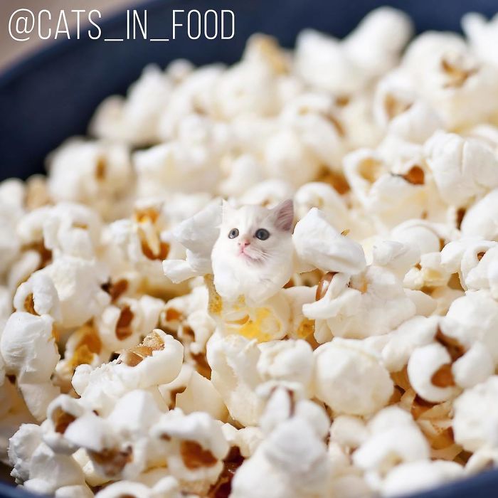 Cats In Food Photoshop