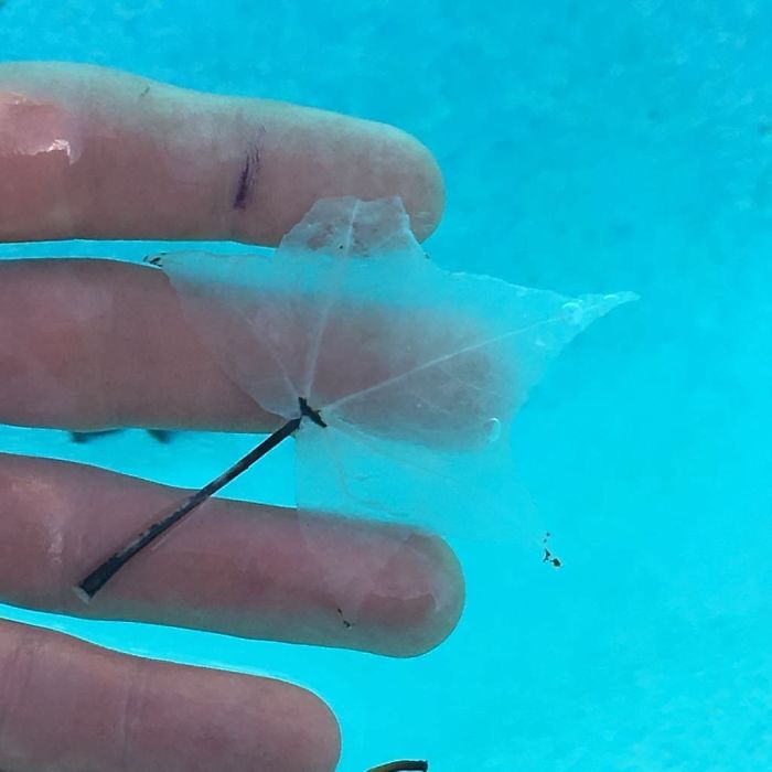 Pigment Stripped From Leaf Because It Spent So Much Time In A Pool Pigment Stripped From Leaf Because It Spent So Much Time In A Pool