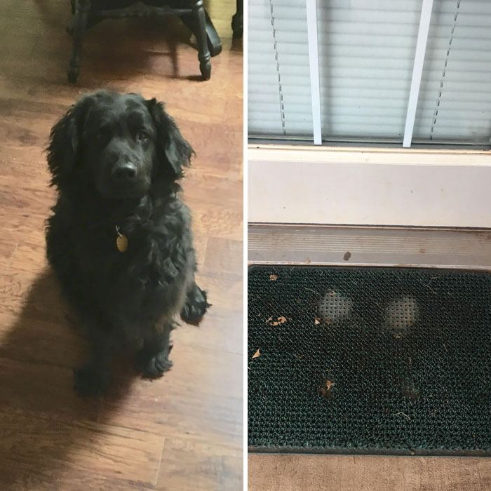 Cobb’s Mat From Eager Tapping When He Hears The Car Pull Up Cobb’s Mat From Eager Tapping When He Hears The Car Pull Up