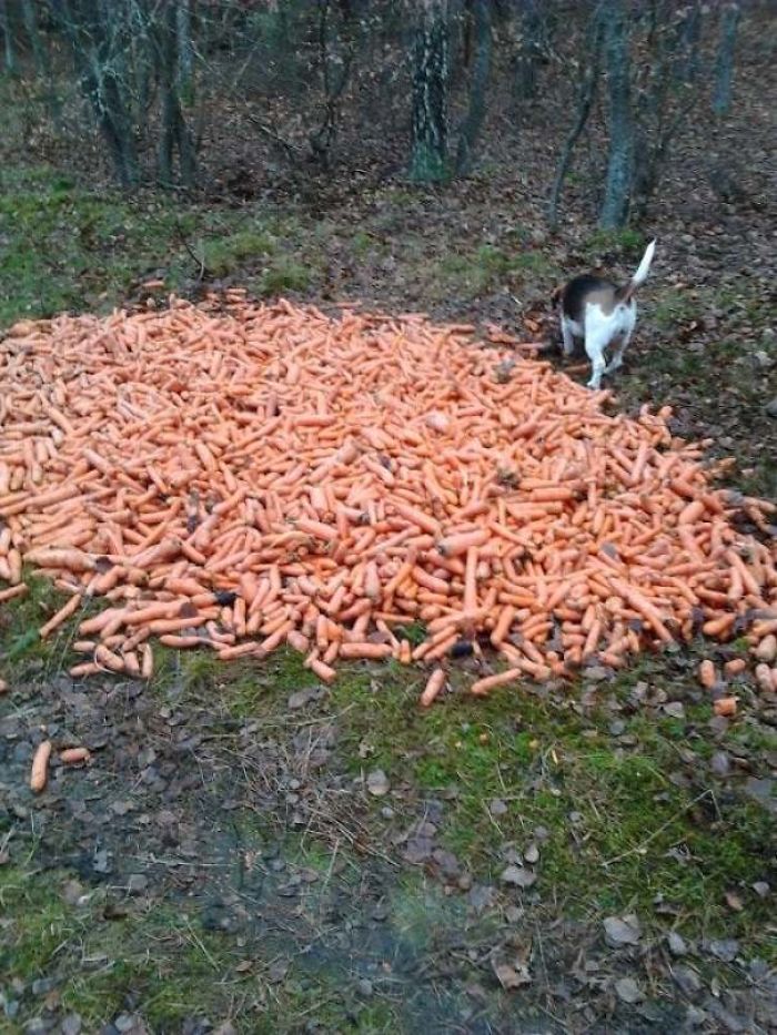 My Dog Found A Large Pile Of Carrots In The Woods My Dog Found A Large Pile Of Carrots In The Woods
