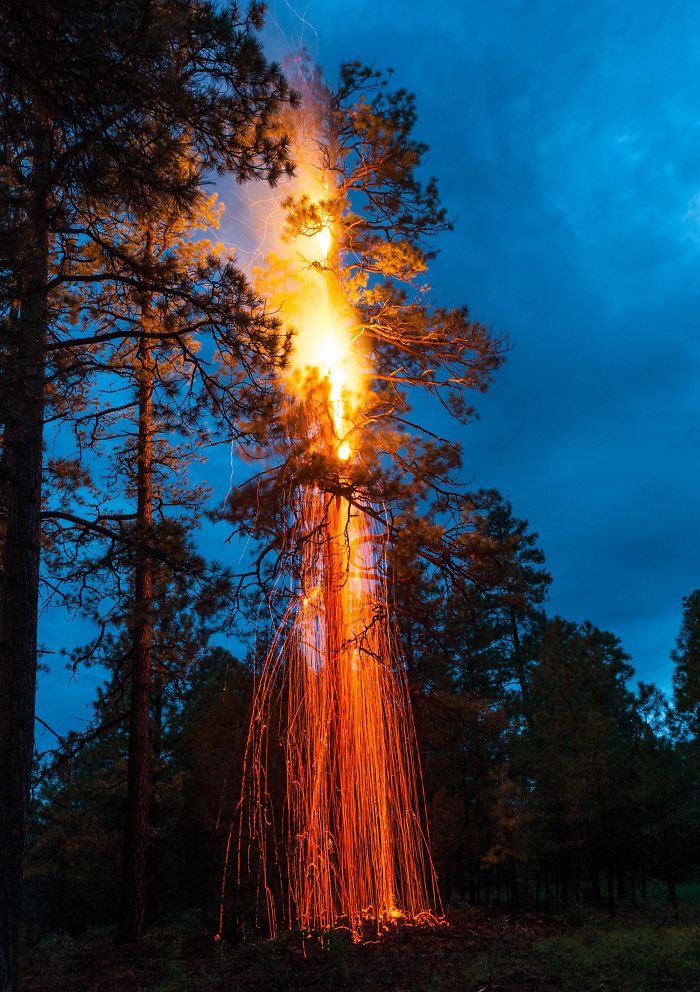 I Went For A Walk In The Forest And Came Upon This Ponderosa Pine Tree That Had Been Struck By Lightning I Went For A Walk In The Forest And Came Upon This Ponderosa Pine Tree That Had Been Struck By Lightning