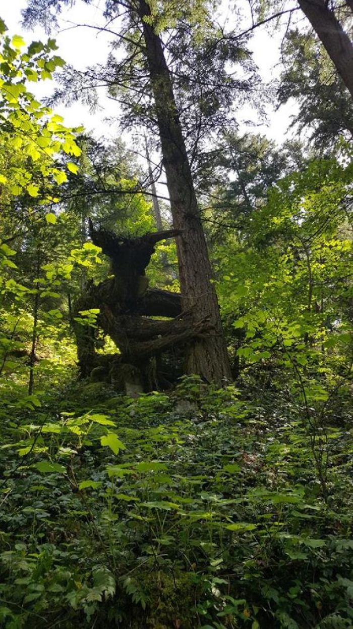 This Tree I Found Hiking Looks Like A Forest Monster Watching Over You This Tree I Found Hiking Looks Like A Forest Monster Watching Over You