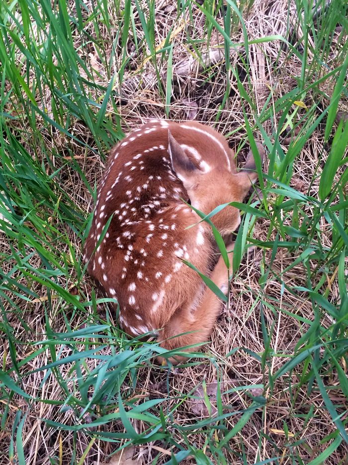 I Was Out For A Walk In The Woods Today And Almost Stepped On This Beauty I Was Out For A Walk In The Woods Today And Almost Stepped On This Beauty