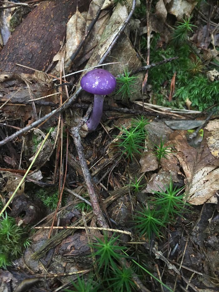 Found This Purple Lil Guy Hiking In PA Found This Purple Lil Guy Hiking In PA
