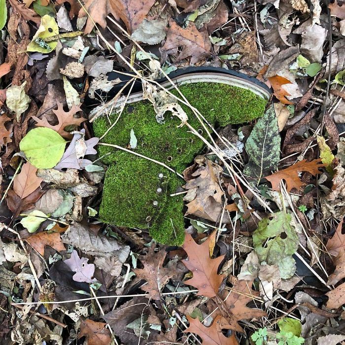 This Moss Covered Boot Found In The Woods This Moss Covered Boot Found In The Woods