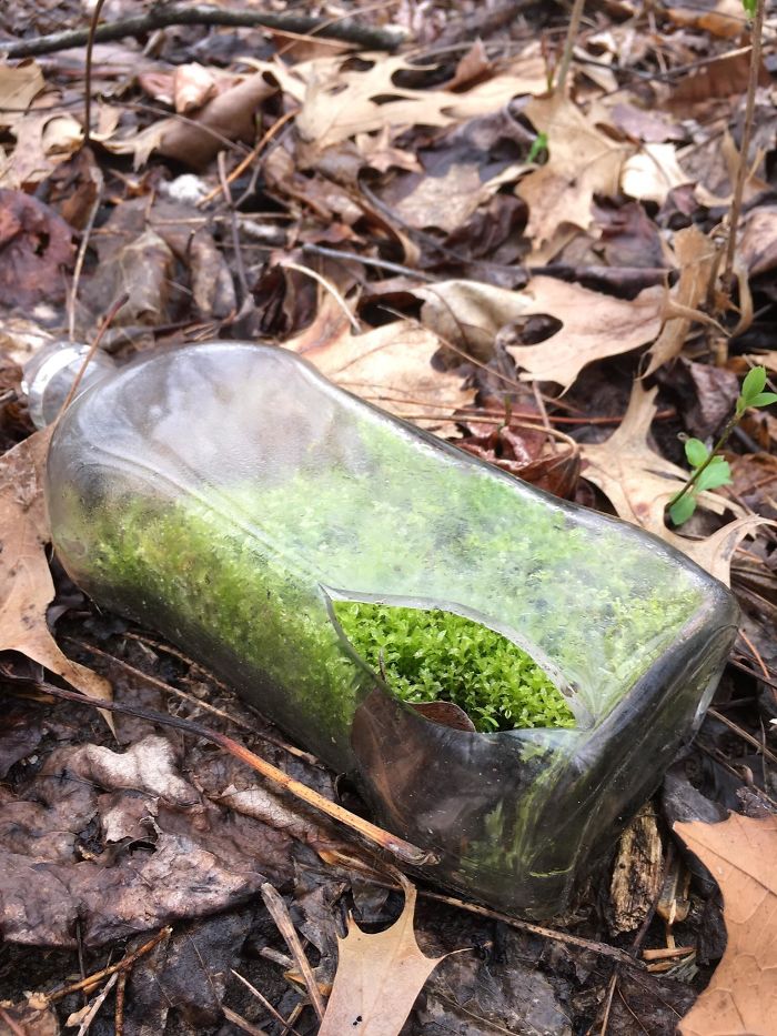Found This Bottle With Moss While Walking In The Woods Found This Bottle With Moss While Walking In The Woods