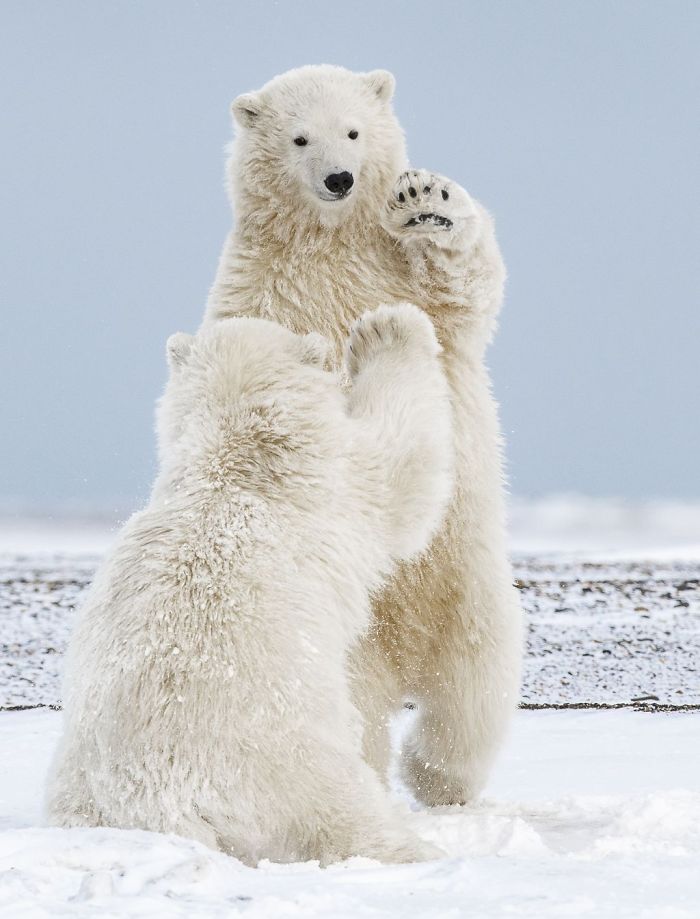 Hi-Five Polar Bear Cubs, Michelle Theall,nature  Hi-Five Polar Bear Cubs, Michelle Theall,nature