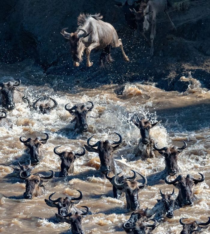 Great Migration Of Wildebeest, Penny Hegyi, Nature Great Migration Of Wildebeest, Penny Hegyi, Nature