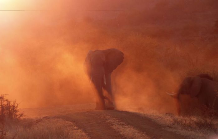 Pachyderm Afire, Greg Davison, Nature Pachyderm Afire, Greg Davison, Nature