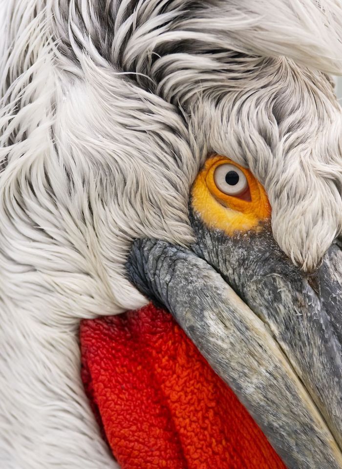 Close Up Of The Dalmatian Pelican, Damilice Mansur, Nature Close Up Of The Dalmatian Pelican, Damilice Mansur, Nature