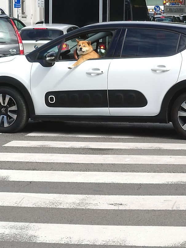 Was Not Able To Cross The Road Because Of This Bad Driver. Some People Should Never Be Given Their License Was Not Able To Cross The Road Because Of This Bad Driver. Some People Should Never Be Given Their License