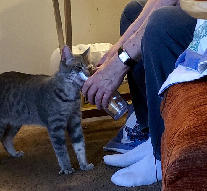 My Dad’s Rescue Cat Wasn’t Properly Weaned And Was Very Neglected. The Only Way He Will Drink Water Is If My Dad Holds A Cup. He Does This Multiple Times Per Day