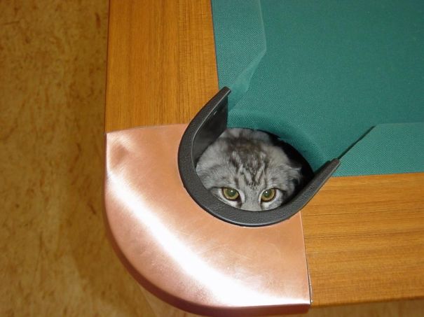 gatos-ninjas-15