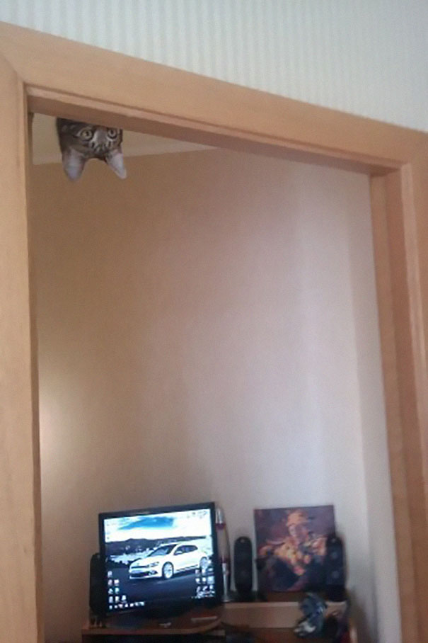 gatos-ninjas-6