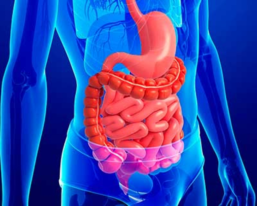 Resultado de imagen de sistema digestivo