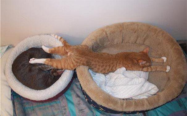 logica-dos-gatos-018