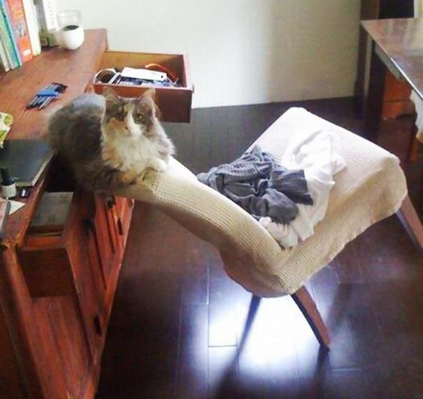 logica-dos-gatos-11.1