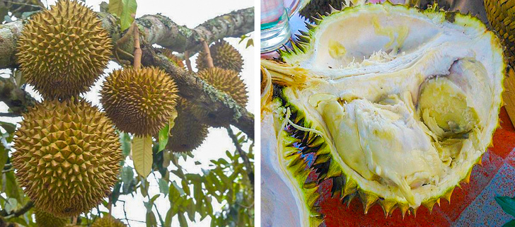 Las peculiaridades de estas 9 frutas nos hacen preguntarnos si son de este planeta