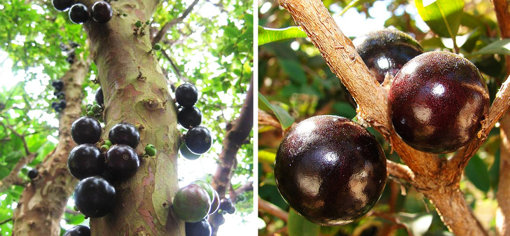 15 Frutas que no parecen hechas por la madre naturaleza