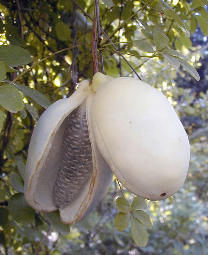 15 Frutas que no parecen hechas por la madre naturaleza