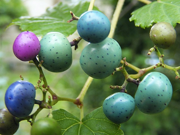 15 Frutas que no parecen hechas por la madre naturaleza