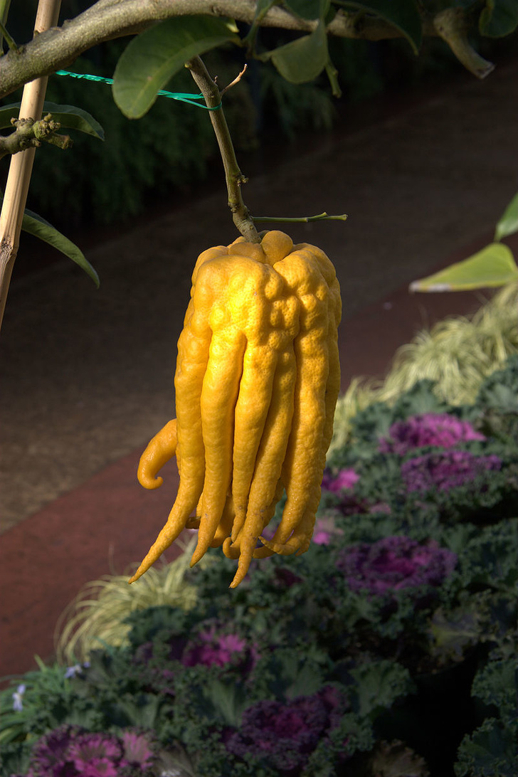 15 Frutas que no parecen hechas por la madre naturaleza