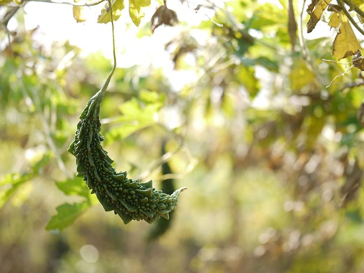 15 Frutas que no parecen hechas por la madre naturaleza