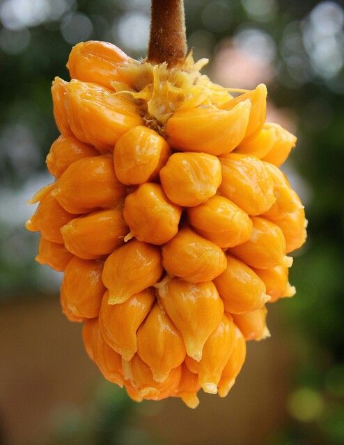 Resultado de imagen de Keledang