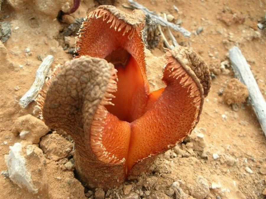 Resultado de imagen de Hydnora