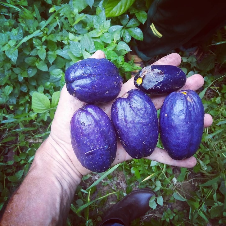 16 Raras y exóticas frutas que verás por primera vez (nos gustaría probar el pacay)