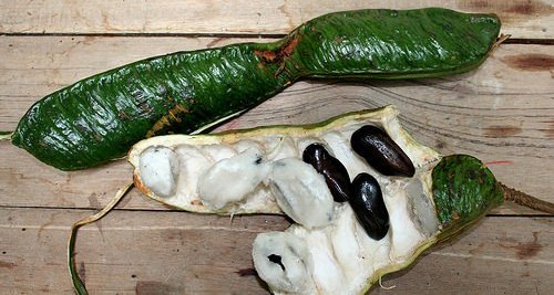 Resultado de imagen de Pacay