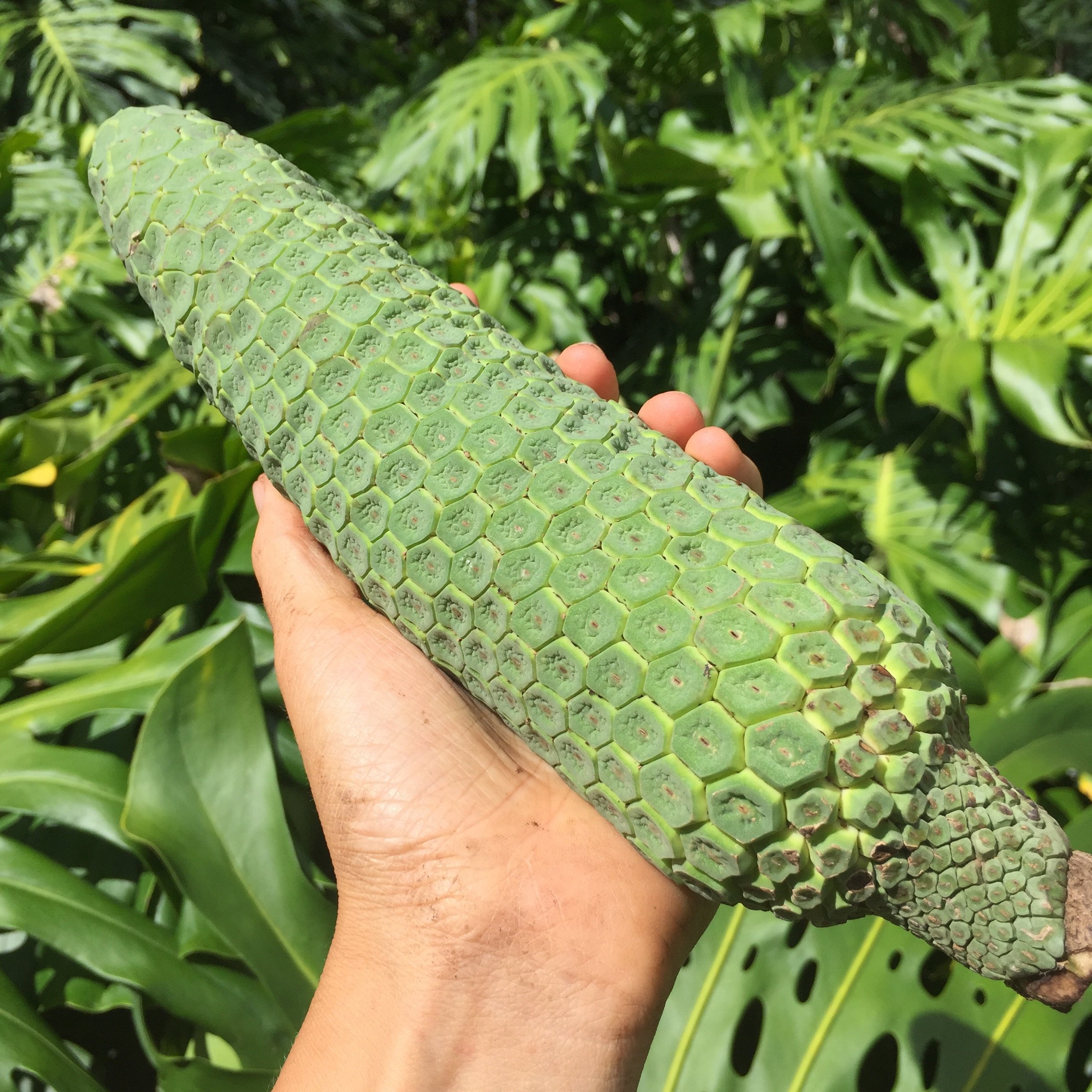 Resultado de imagen de Monstera deliciosa