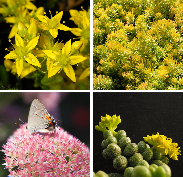 9 Plantas claves en el futuro por su resistencia al cambio climático (Puede que tengas algunas en tu casa)