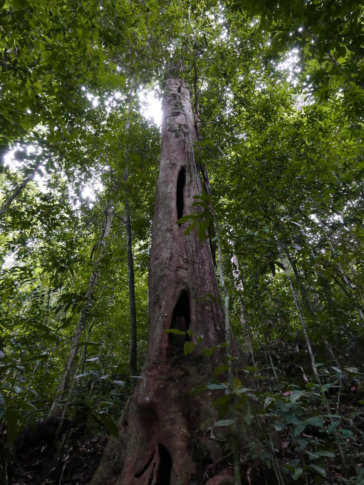 9 Plantas claves en el futuro por su resistencia al cambio climático (Puede que tengas algunas en tu casa)