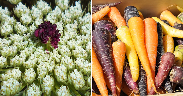 9 Plantas claves en el futuro por su resistencia al cambio climático (Puede que tengas algunas en tu casa)