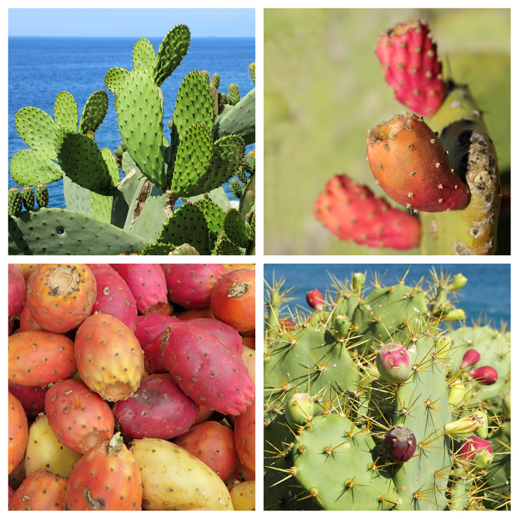 9 Plantas claves en el futuro por su resistencia al cambio climático (Puede que tengas algunas en tu casa)