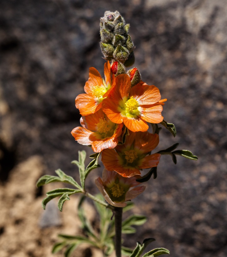 9 Plantas claves en el futuro por su resistencia al cambio climático (Puede que tengas algunas en tu casa)