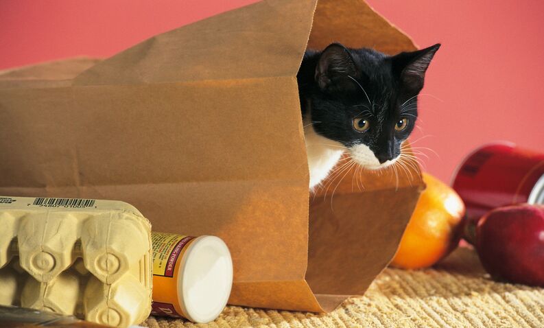 Resultado de imagen de gato entrando a casa